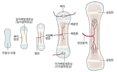 성장판